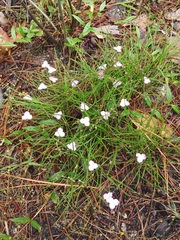 Callisia graminea