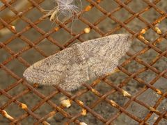 Idaea gallagheri
