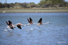 Phoenicopterus chilensis