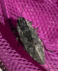 Texania fulleri