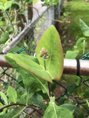 Lonicera caprifolium