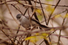 Polioptila albiloris