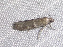 Eurythmia angulella