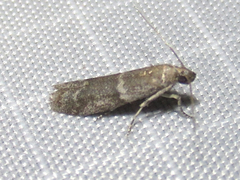 Eurythmia angulella