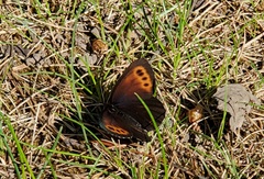 Erebia mancinus