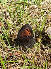 Erebia mancinus