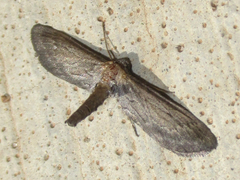 Glaucina interruptaria