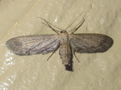 Glaucina interruptaria