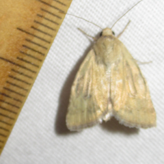 Heliocheilus paradoxus