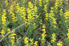 Sophoreae