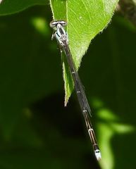 Enallagma exsulans