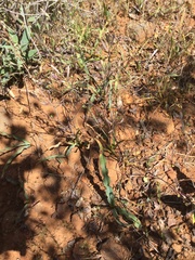Chlorogalum grandiflorum