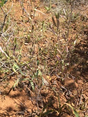 Chlorogalum grandiflorum