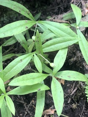 Moehringia macrophylla