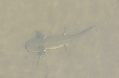 Ambystoma velasci
