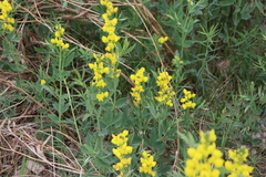 Sophoreae