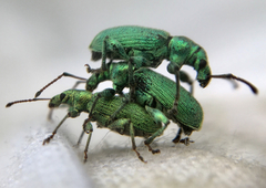 Phyllobius maculicornis