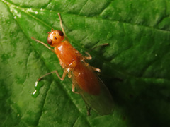 Psila fimetaria