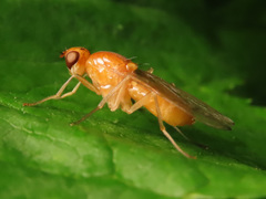 Psila fimetaria