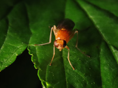 Psila fimetaria