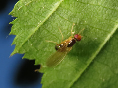 Chamaepsila