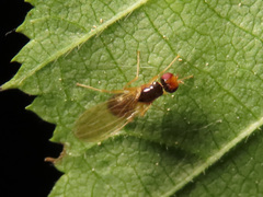 Chamaepsila