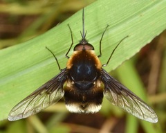 Bombylius varius