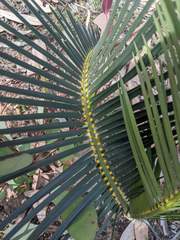 Macrozamia