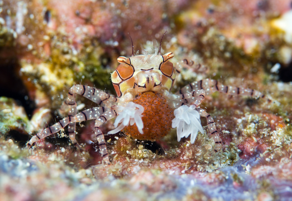pom-pom crab