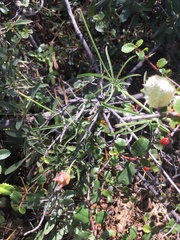 Calystegia stebbinsii