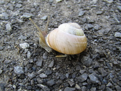 Cepaea nemoralis