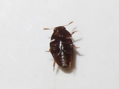 Olibrus affinis