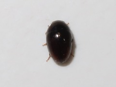 Olibrus affinis