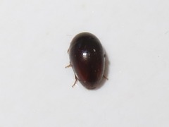 Olibrus affinis