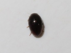 Olibrus affinis