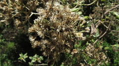 Ageratina asclepiadea