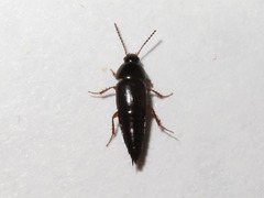 Tachinus rufipes