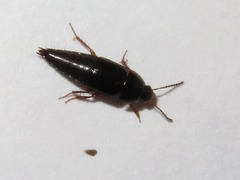 Tachinus rufipes