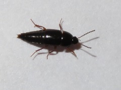 Tachinus rufipes