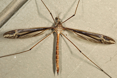 Tipula caloptera