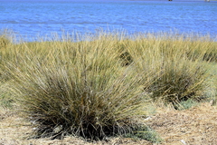 Sporobolus montevidensis