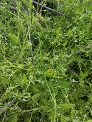 Myosotis sparsiflora