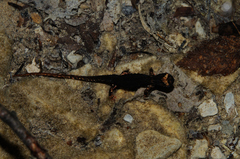 Salamandrina perspicillata
