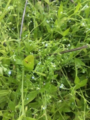 Myosotis sparsiflora