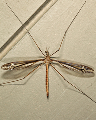Tipula caloptera