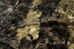 Salamandrina perspicillata