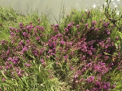 Castilleja ambigua humboldtiensis