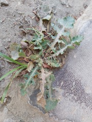 Sonchus oleraceus