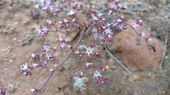 Chorizanthe fimbriata