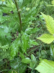 Rumex confertus